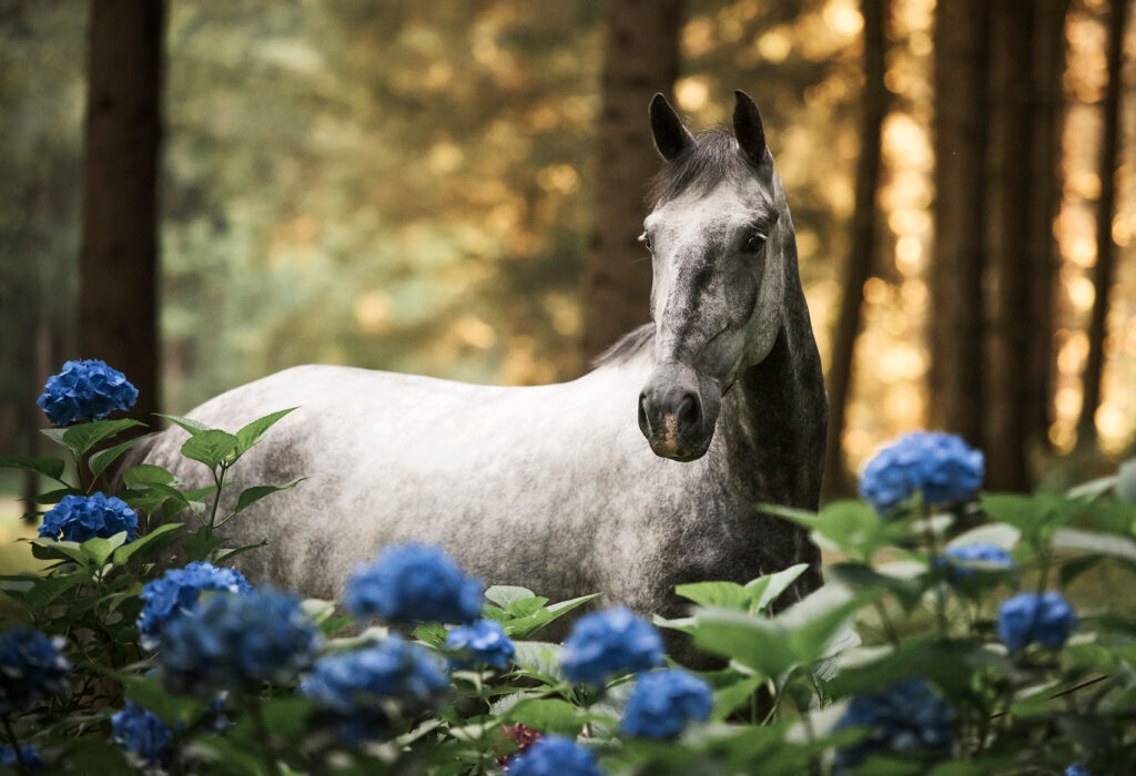 DAN Z LIPICANCI - Brdo.si